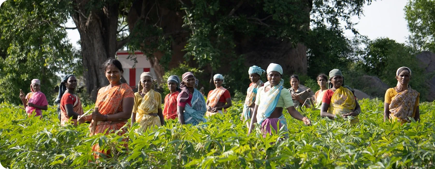 Women in green field